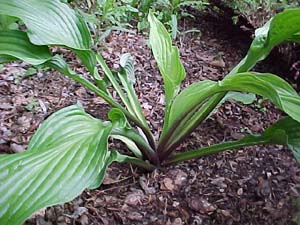 Hosta 'Regal Rhubarb'