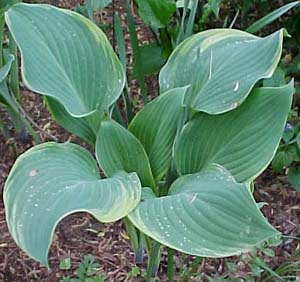 Hosta 'Regal Splendor'