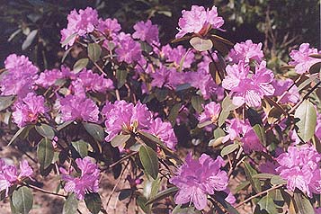 Rhododendron unknown 