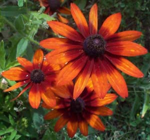 Rudbeckia hirta 'Gloriosa'