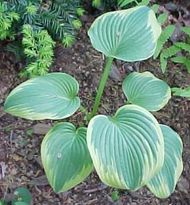 Hosta 'Robert Frost'