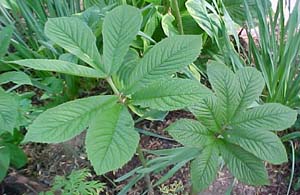 Rodgersia henrici 