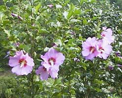 Hibiscus syriaca 