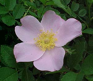 Rosa virginiana 