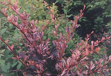 Berberis thunbergii 'Rose Glow'