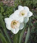 Narcissus 'Rosy Trumpet'