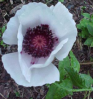 Papaver orientalis 'Royal Wedding'