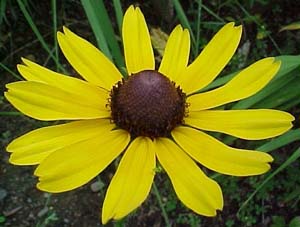 Rudbeckia hirta 