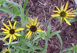 Rudbeckia missouriensis 