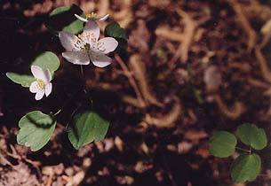 Anemonella thalictroides 