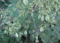 Thalictrum dipterocarpum 