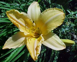 Hemerocallis 'Buttercup Parade'