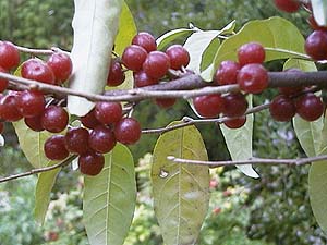 Elaeagnus umbellata 