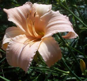 Hemerocallis 