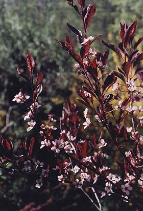 Prunus X cistena Species Cross