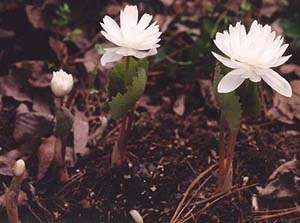 Sanguinaria canadensis 'Flore Pleno'