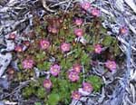 Saxifraga 'Mossy Variety'