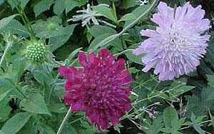 Scabiosa 