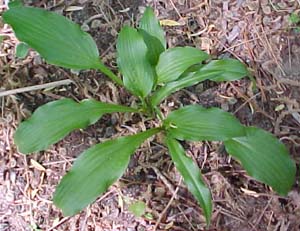 Hosta 'Sea Octopus'