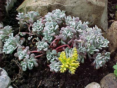 Sedum 