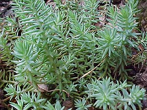 Sedum 'Blue Spruce'