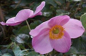 Anemone hybrida 'September Charm'