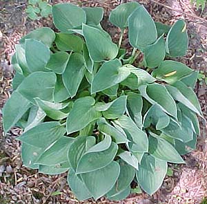 Hosta 'Serendipity'