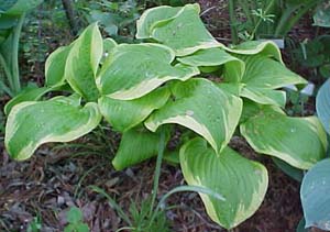 Hosta 'Shade Fanfare'