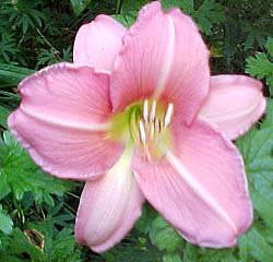 Hemerocallis 'Shari Harison'