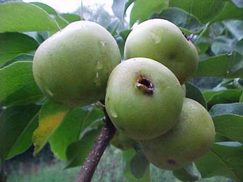 Pyrus communis 'Shinseki'