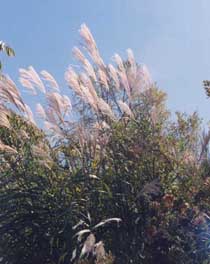 Miscanthus 'Silberfeder'