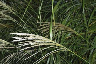 Miscanthus 'Silberfeder'