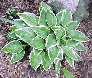 Hosta 'Silver Band'