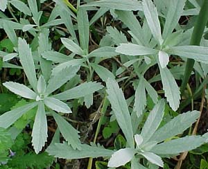 Artemesia lactiflora 'Silver Queen'