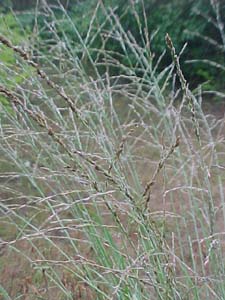 Molinia caerulea arundinacea 'Skyracer'