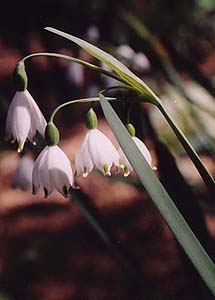 Leucojum aestivum 'Gravetye'