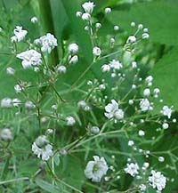 Gypsophila paniculata 'Snowflake'