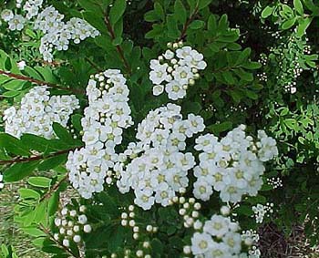 Spiraea nipponica 'Snowmound'