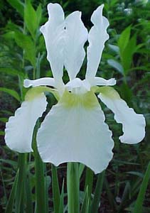 Iris siberica 'Snow Queen'