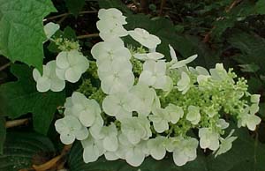 Hydrangea quercifolia 'Snow Queen'