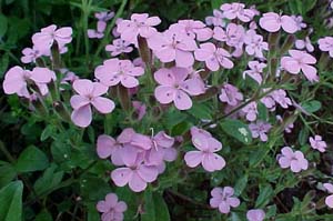 Saponaria ocymoides 