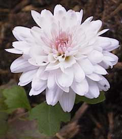 Dendranthemum syn. Chrysanthemum 'Soft Lynn'