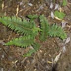 Polystichum setiferum 'Angulare'