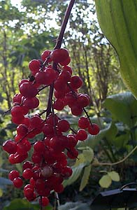 Smilacina racemosa 