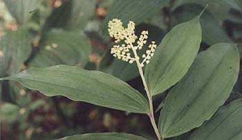 Smilacina racemosa 