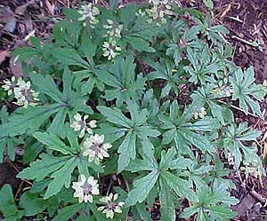 Tiarella wherryi 'Spanish Cross'