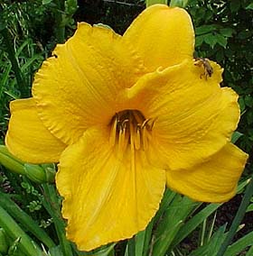 Hemerocallis 'Spellbinder'