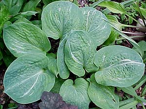 Hosta 'Spilt Milk'