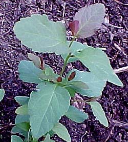 Spiraea betulifolia 