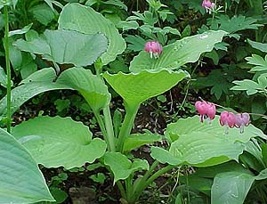 Hosta 'Squash Casserole'